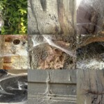 Antonietta Corti 2018 TREZZINI Ragnatele Fotos chromalux